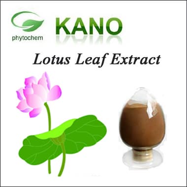 High Quality Lotus leaf Extract 2_ Nuciferine for Weight Los